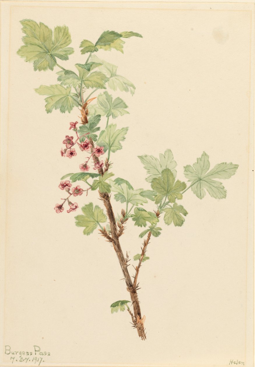 Prikkede Ribes Lacustre, 1917. af Mary Vaux Walcott
