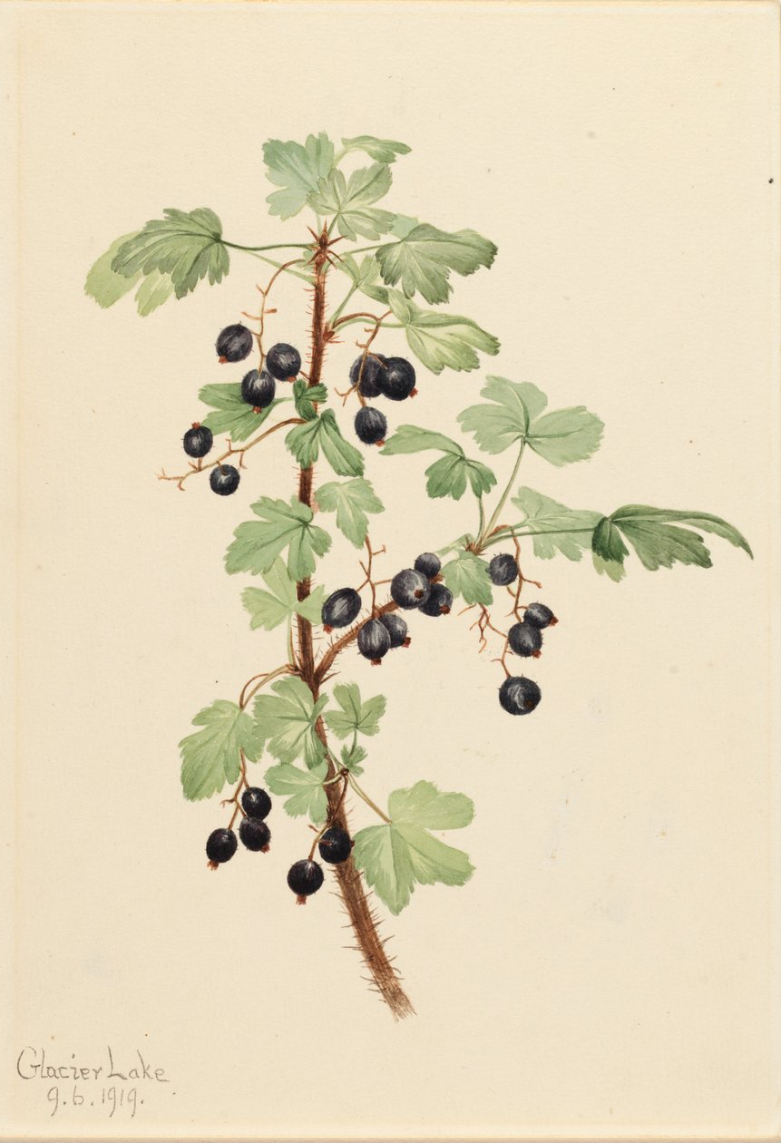 Prikkede Ribes Lacustre, 1919. af Mary Vaux Walcott