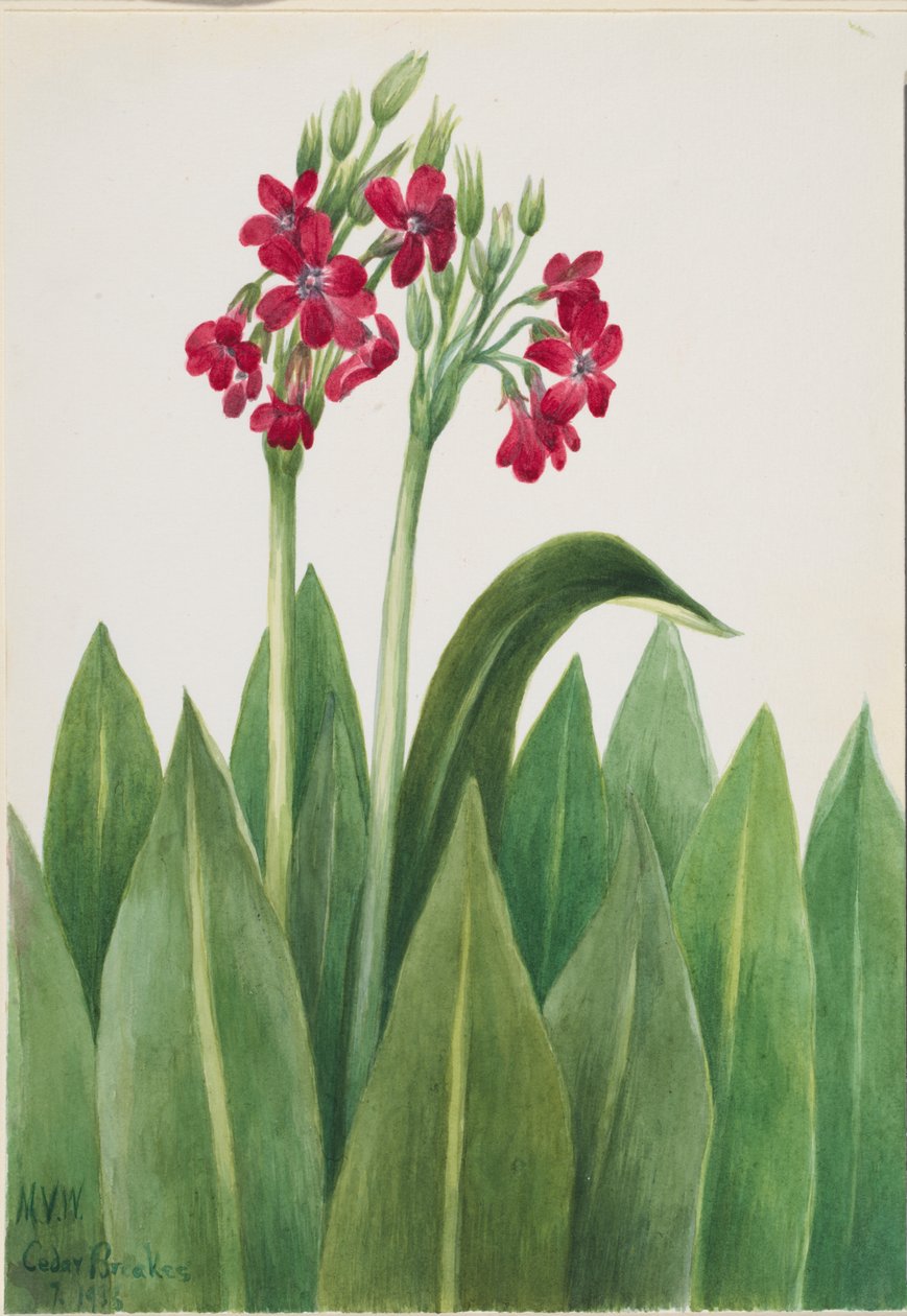 Primula (Primula parryi) af Mary Vaux Walcott