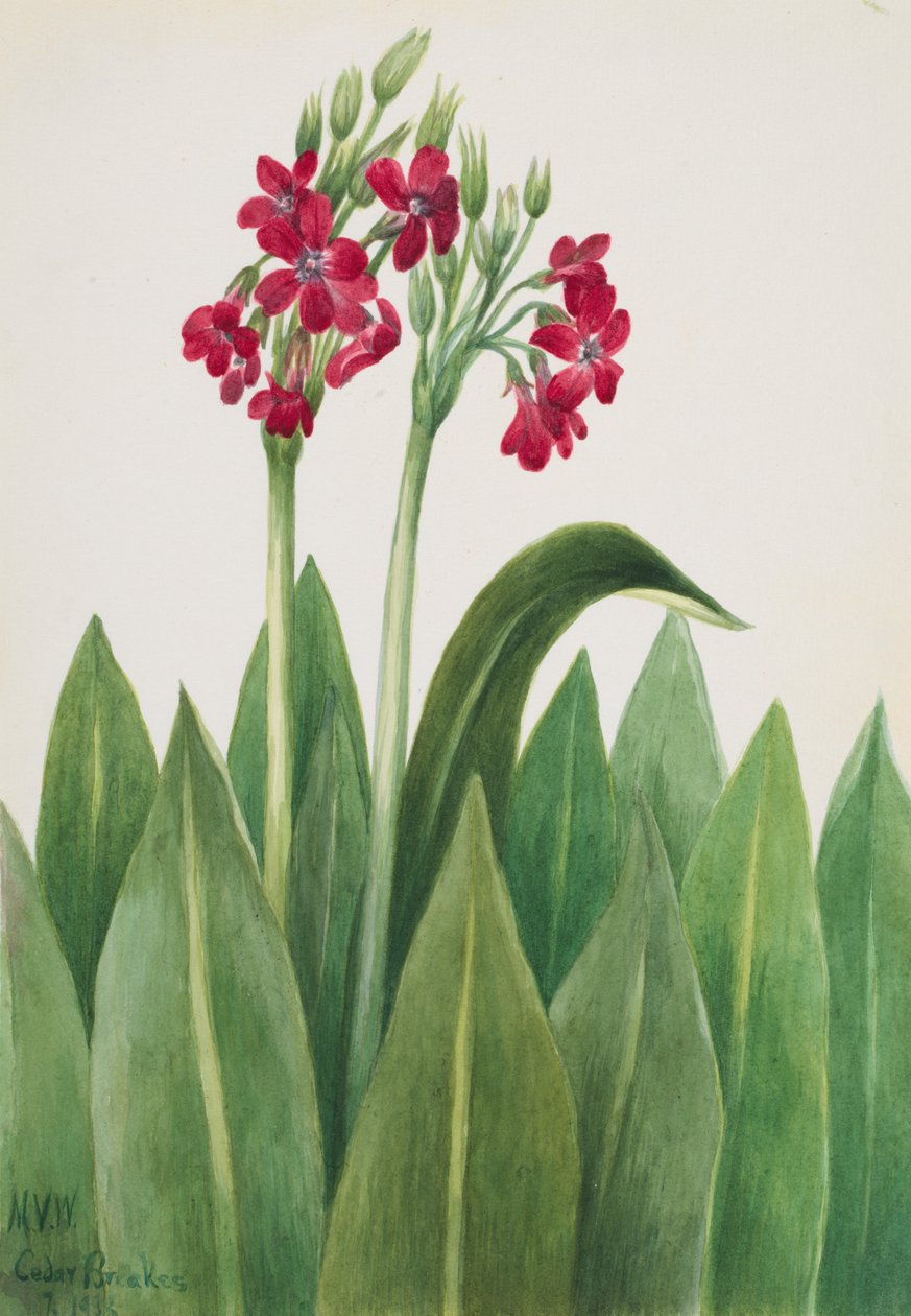 Primrose Primula parryi, 1938. af Mary Vaux Walcott