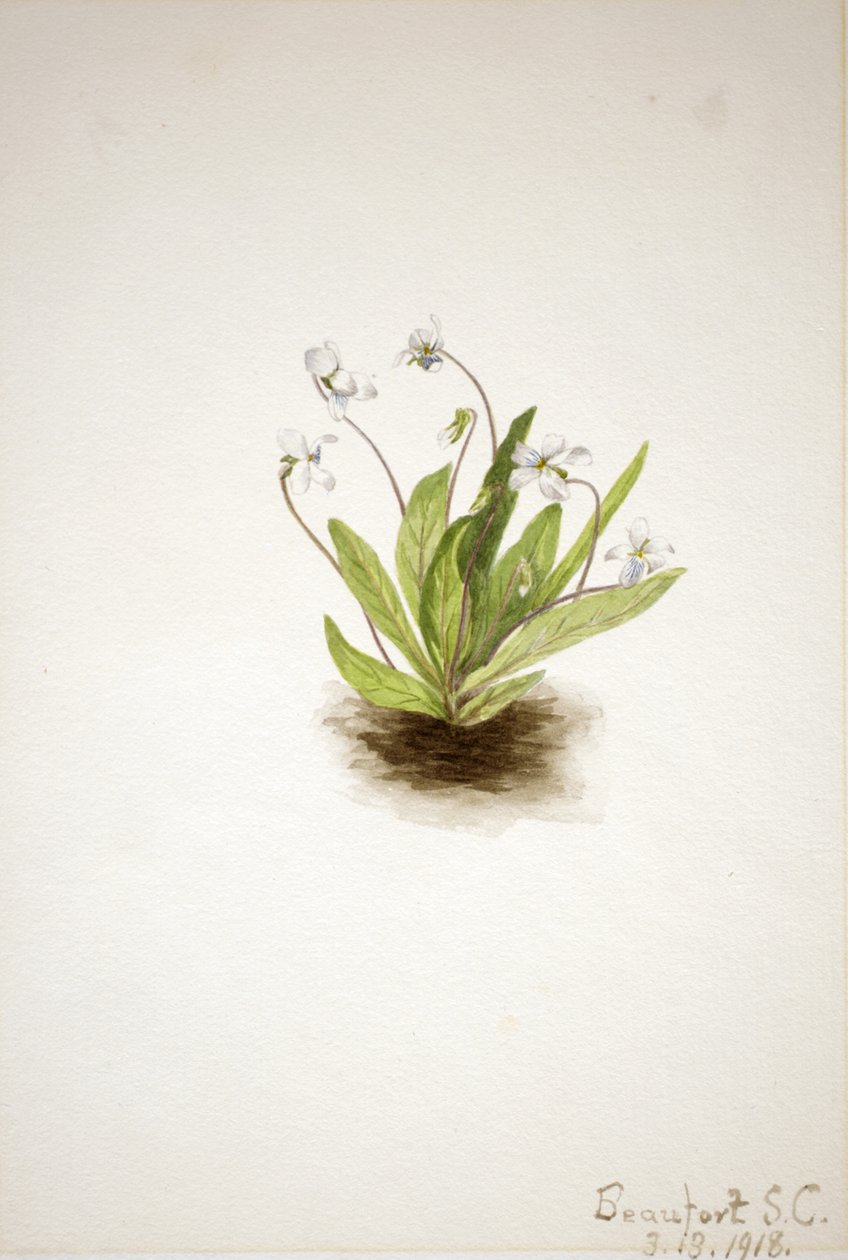 Primrose Violet Viola primulifolia, 1918. af Mary Vaux Walcott