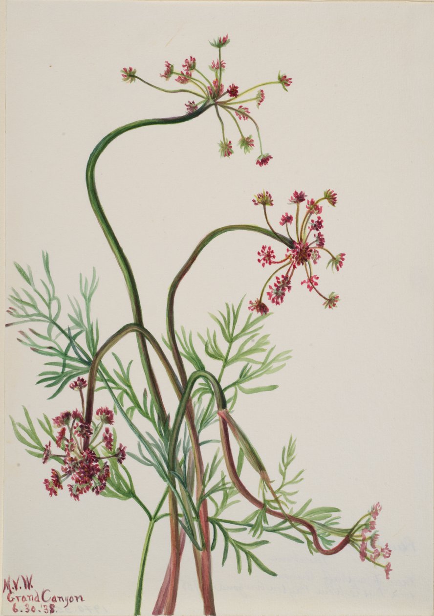 Pseudocymopterus montanus, 1938. af Mary Vaux Walcott
