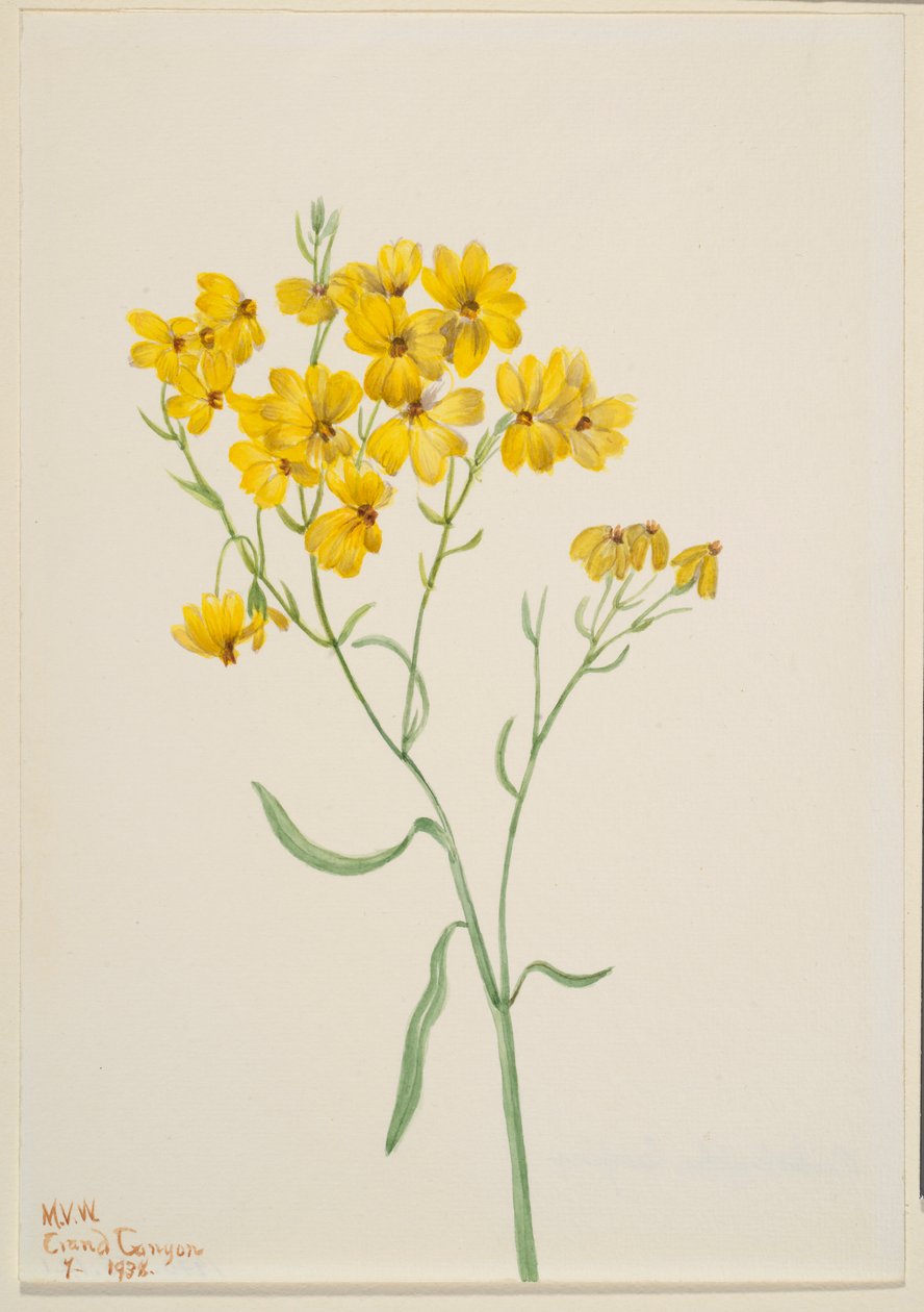 Psilostrophe sparsiflora af Mary Vaux Walcott