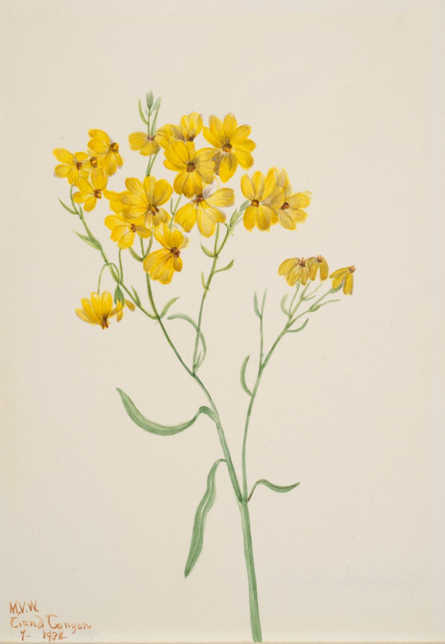 Psilostrophe sparsiflora, 1938. af Mary Vaux Walcott