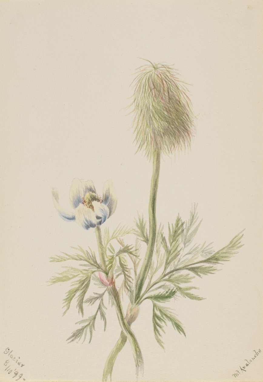 Pulsatilla occidentalis af Mary Vaux Walcott