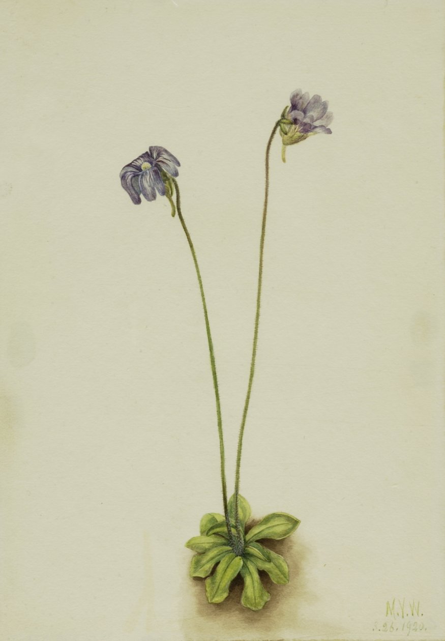 Lilla smørurt Pinguicula elatior, 1920. af Mary Vaux Walcott
