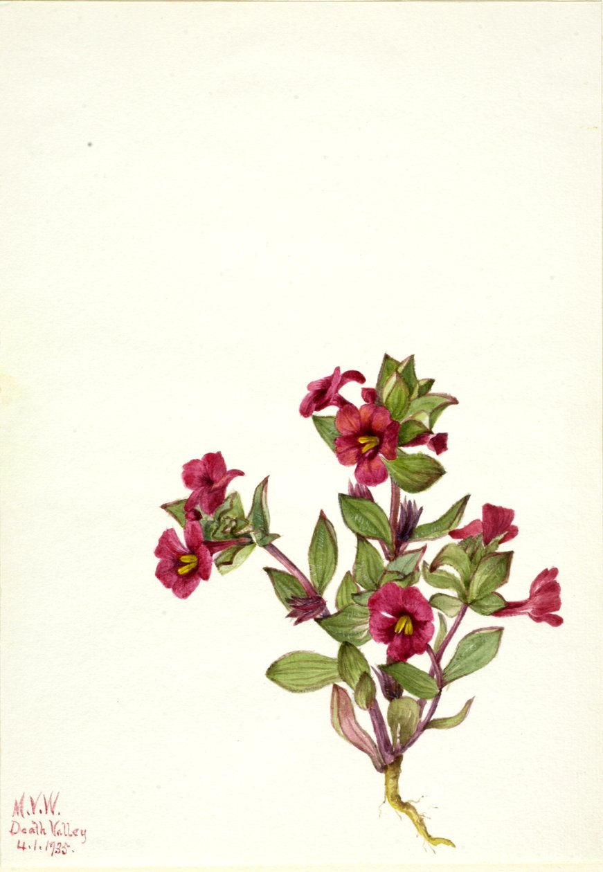 Lilla abe-blomst Mimulus bigelovii, 1935. af Mary Vaux Walcott