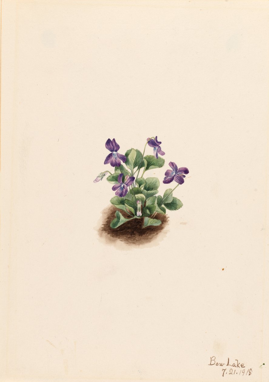 Lilla bjergviol (Viola adunca) af Mary Vaux Walcott