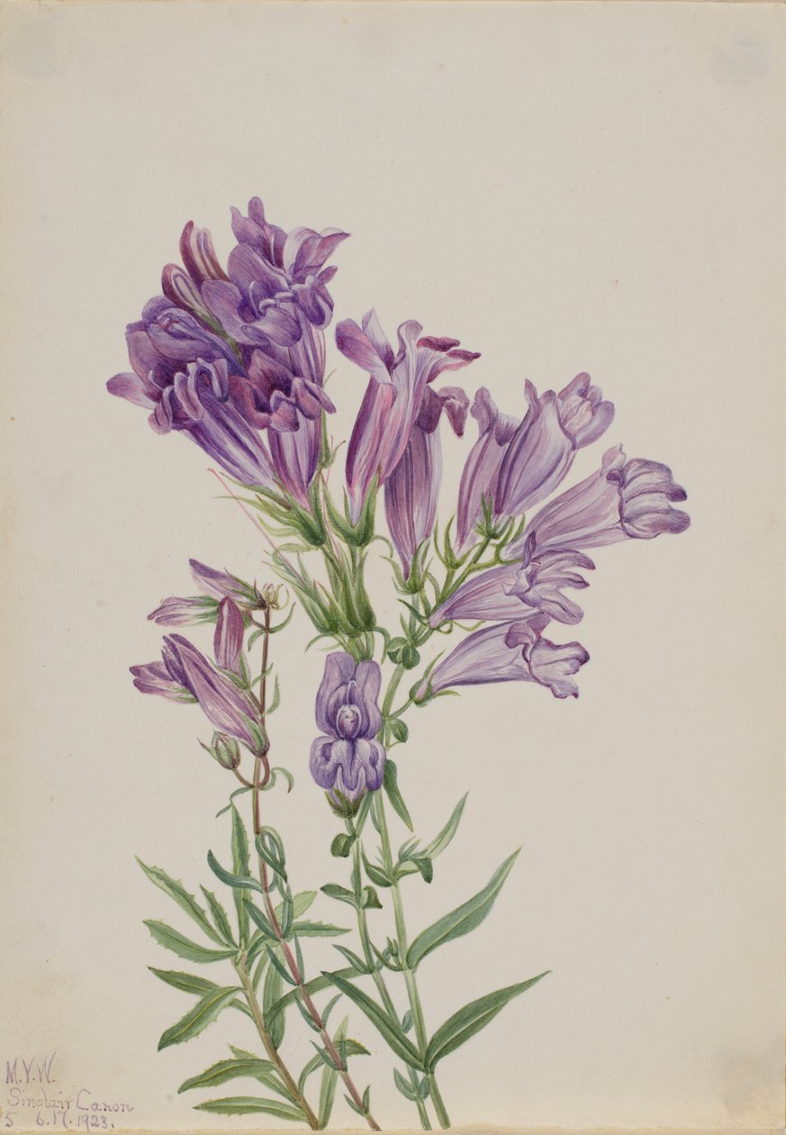 Lilla Pentstemon (Pentstemon lyallii) af Mary Vaux Walcott