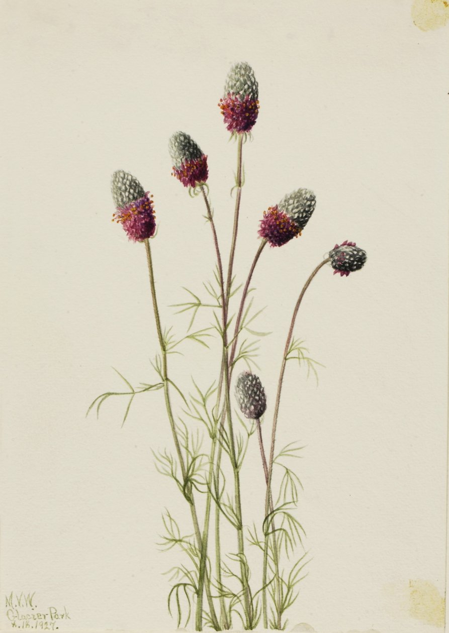 Purpurfarvet præstekrave (Petalostemon purpureum) af Mary Vaux Walcott