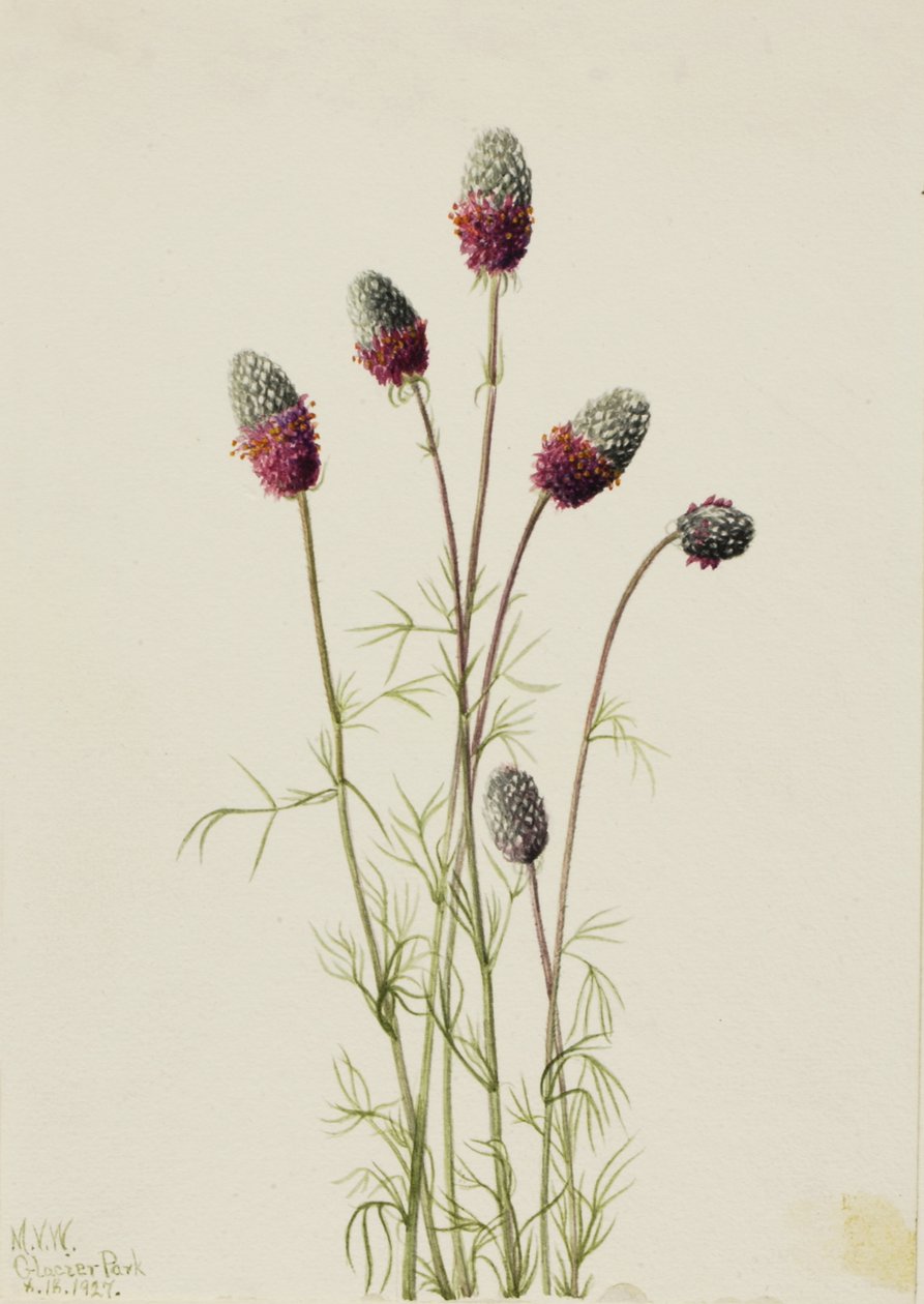 Purple Prairieclover Petalostemon purpureum, 1927. af Mary Vaux Walcott