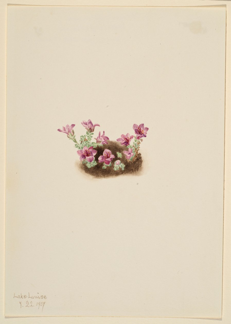 Lilla stenbræk (Saxifrage oppositifolia) af Mary Vaux Walcott