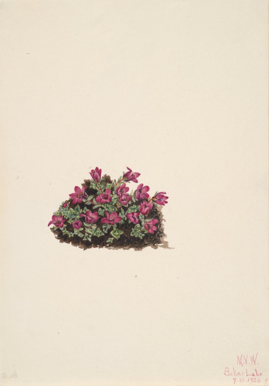 Purple Saxifrage Saxifraga oppositifolia, 1924. af Mary Vaux Walcott