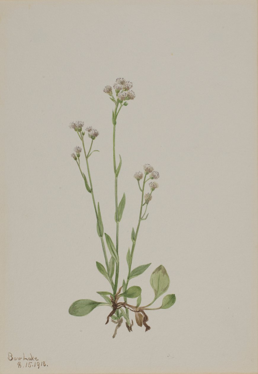 Fedtmule (Antennaria racemosa) af Mary Vaux Walcott