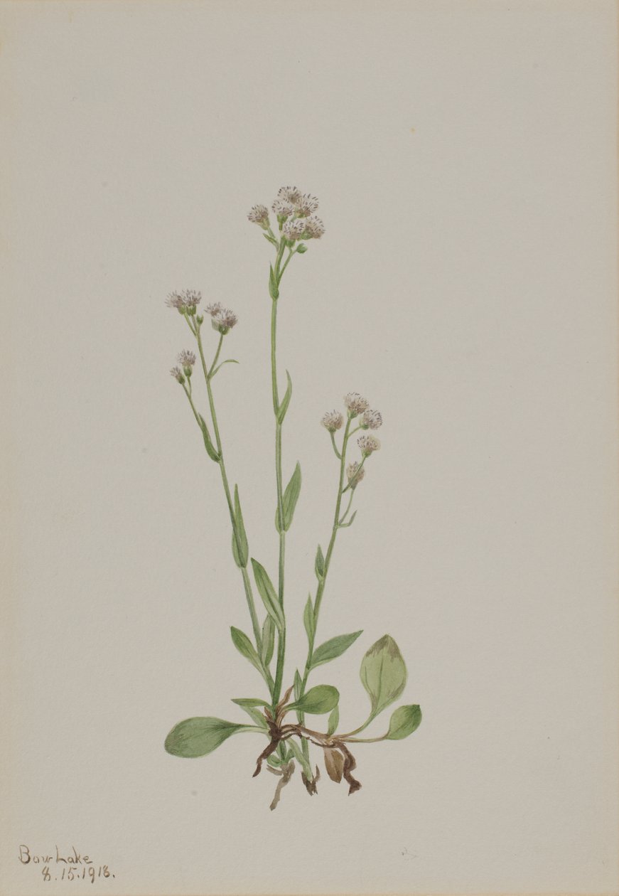 Pussy-Toes Antennaria racemosa, 1918. af Mary Vaux Walcott