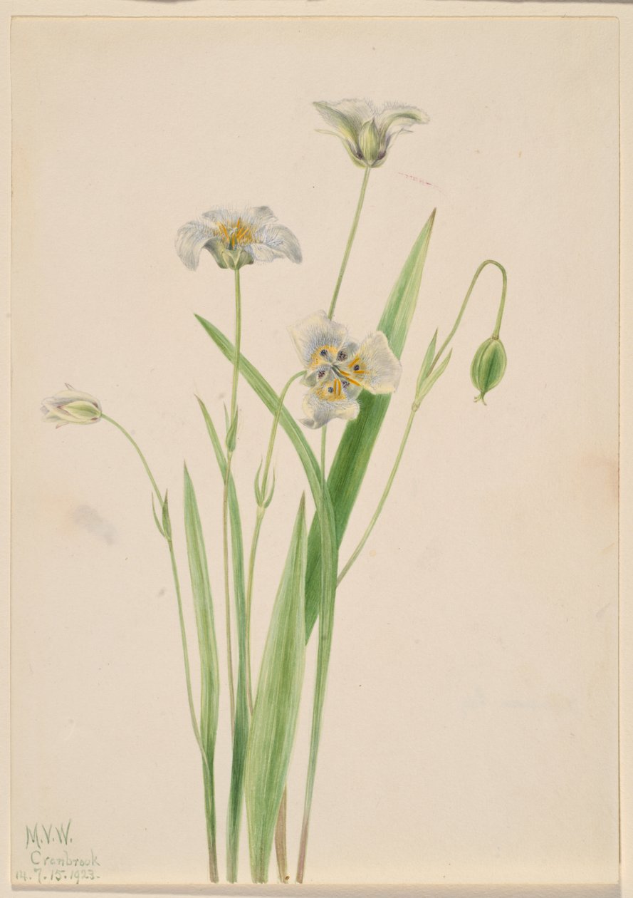 Fedtmule (Calochortus elegans) af Mary Vaux Walcott