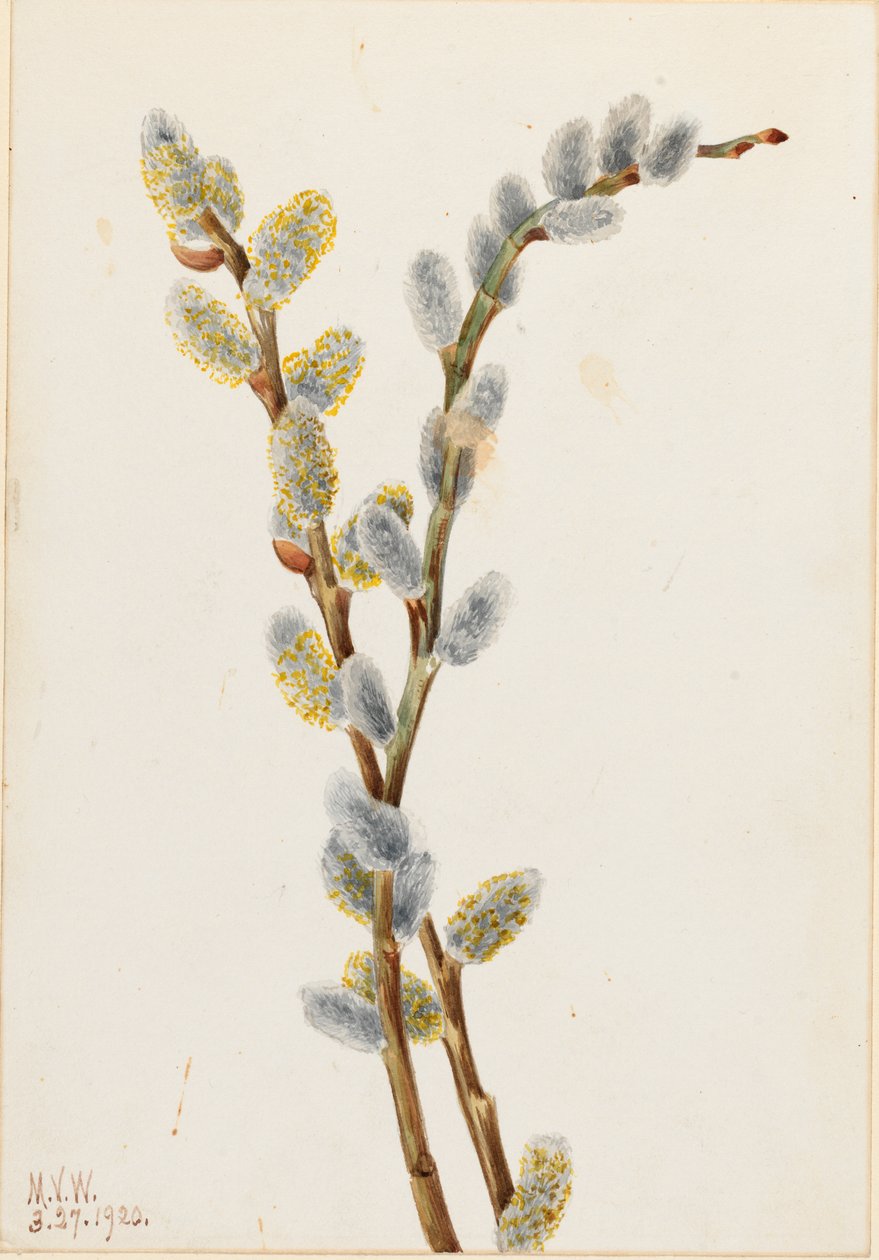 Fisse-pil (Salix discolor) af Mary Vaux Walcott