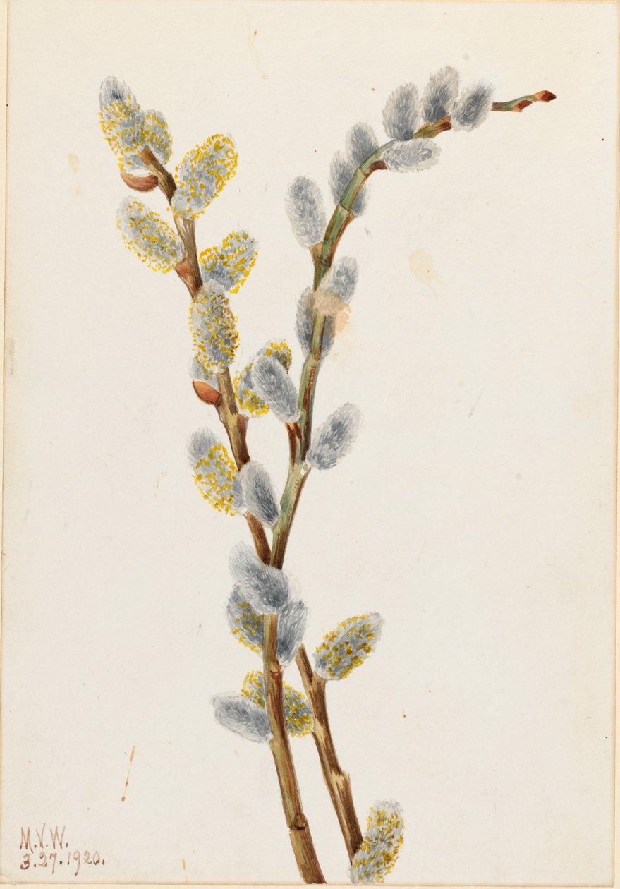 Pussy Willow Salix misfarvet, 1920. af Mary Vaux Walcott