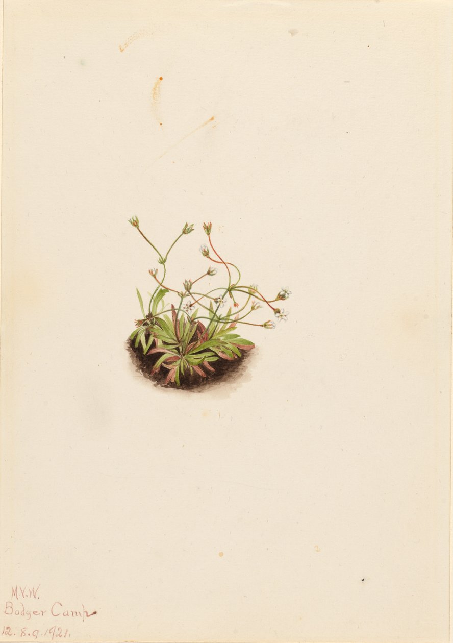 Pygmæ-androsace (Androsace subumbellata) af Mary Vaux Walcott