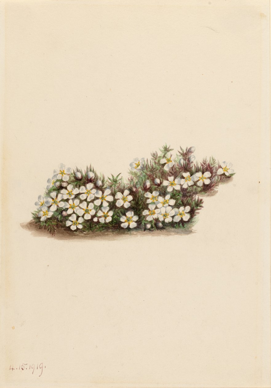 Pyxie (Pyxidanthera barbulata) af Mary Vaux Walcott