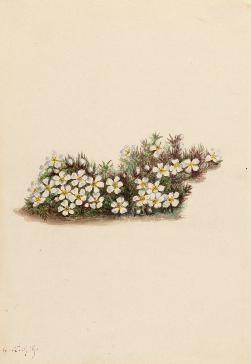 Pyxie Pyxidanthera barbulata, 1919. af Mary Vaux Walcott