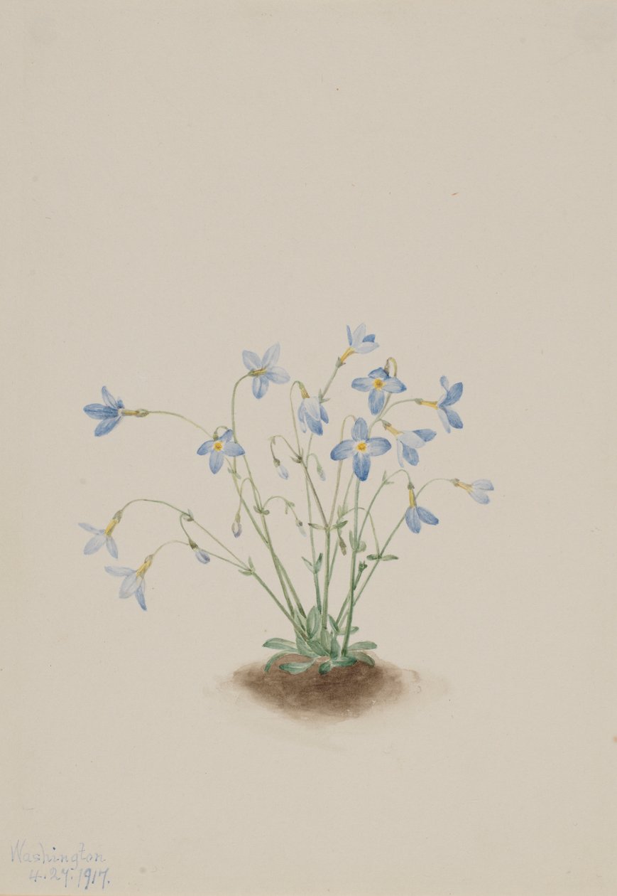 Kvækerladies (Houstonia caerulea) af Mary Vaux Walcott