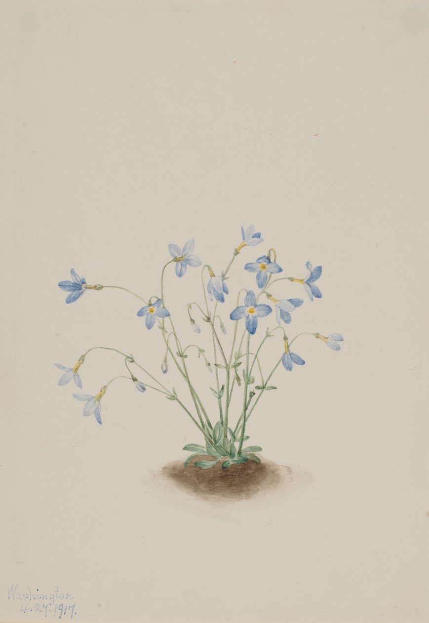 Quakerladies Houstonia caerulea, 1917. af Mary Vaux Walcott