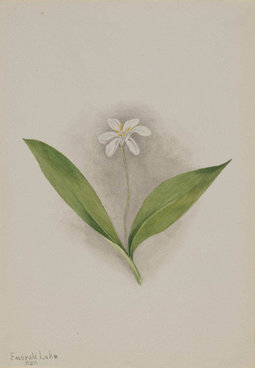 Queencup Clintonia uniflora, 1902. af Mary Vaux Walcott