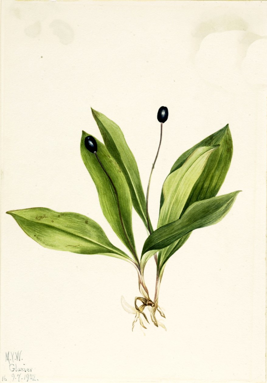 Queencup Clintonia uniflora, 1922. af Mary Vaux Walcott