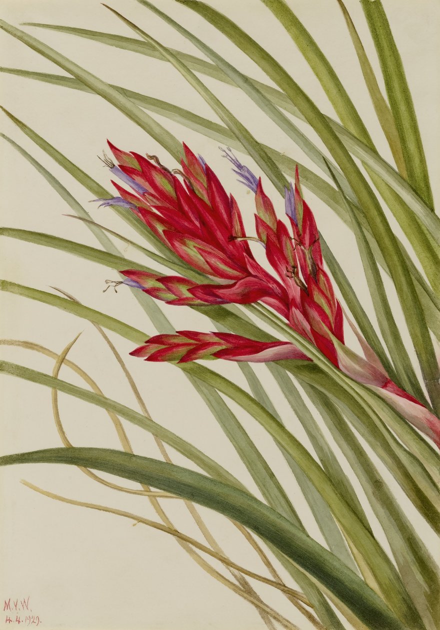 Tillandsia med kvillede blade (Tillandsia fasciculata) af Mary Vaux Walcott