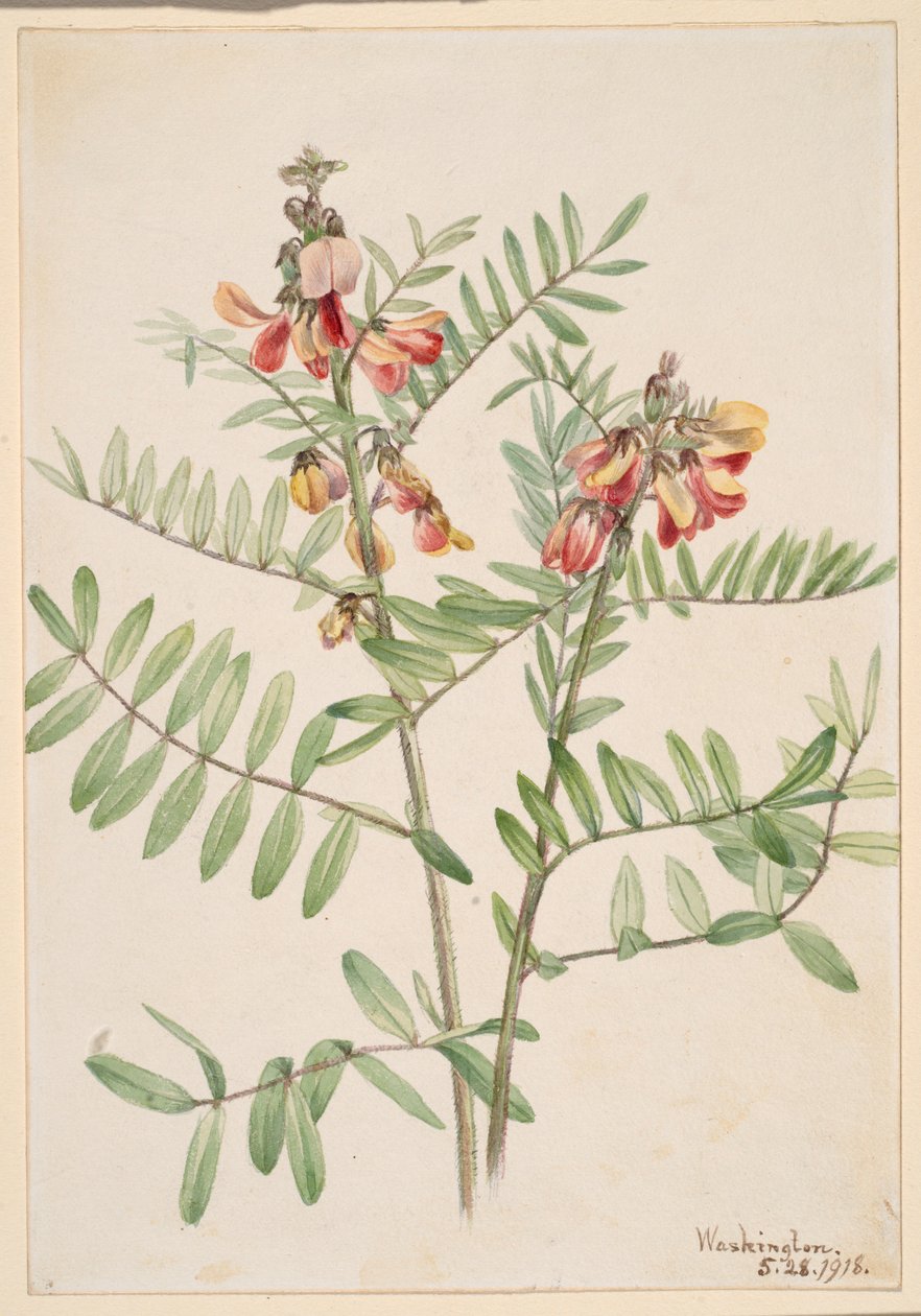 Kaninbønne (Cracca virginiana) af Mary Vaux Walcott