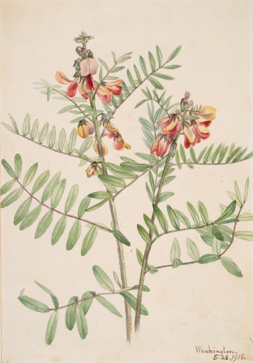 Rabbitbean Cracca virginiana, 1918. af Mary Vaux Walcott