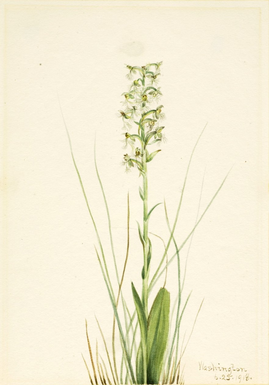 Ragged Fringe-orchid (Habenaria lacera) af Mary Vaux Walcott