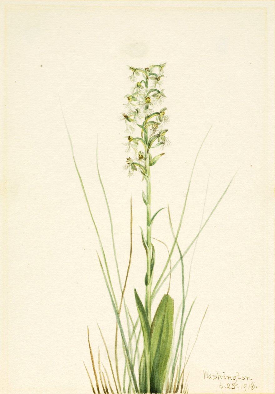 Ragged Fringe Orchid Habenaria lacera, 1918. af Mary Vaux Walcott