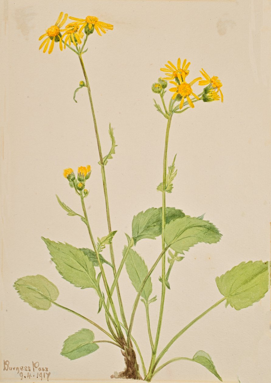 Ragwort Senecio burkei, 1917. af Mary Vaux Walcott