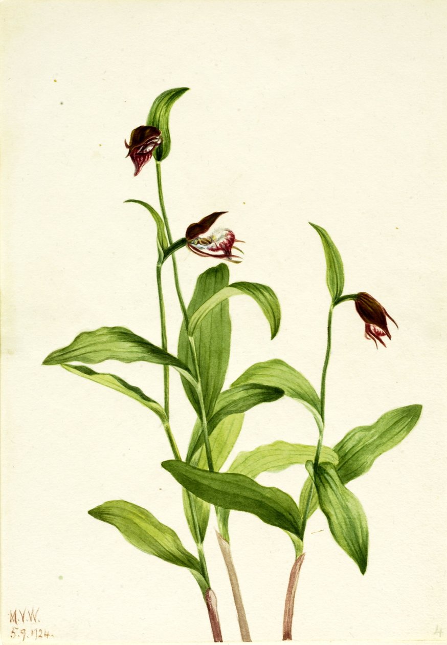 Ramshead mariehøne (Cypripedium arietinum) af Mary Vaux Walcott