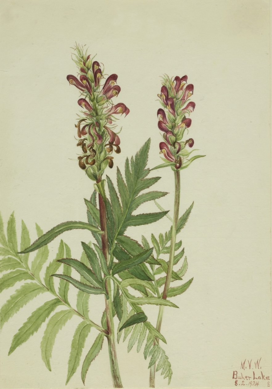 Rød hjelm (Pedicularis bracteosa) af Mary Vaux Walcott
