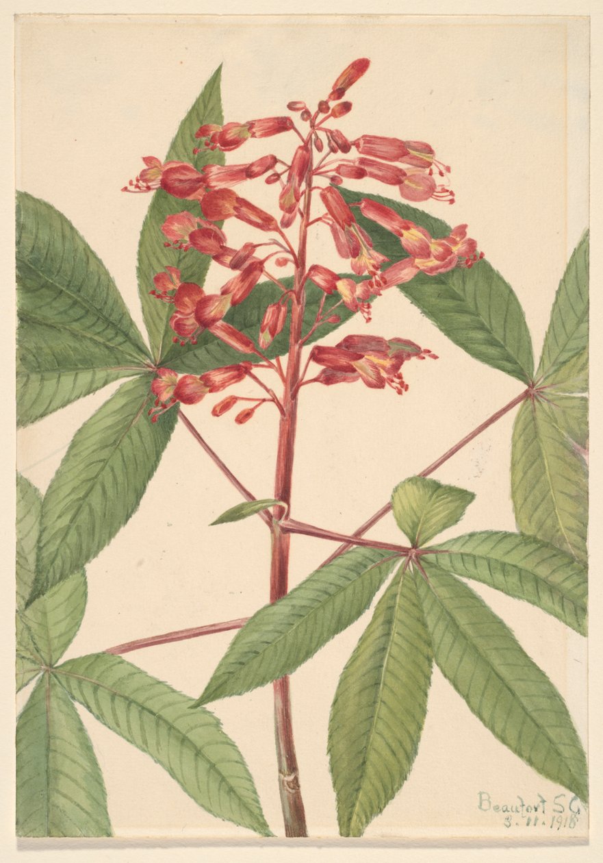 Red Buckeye Aesculus Pavia, 1918. af Mary Vaux Walcott