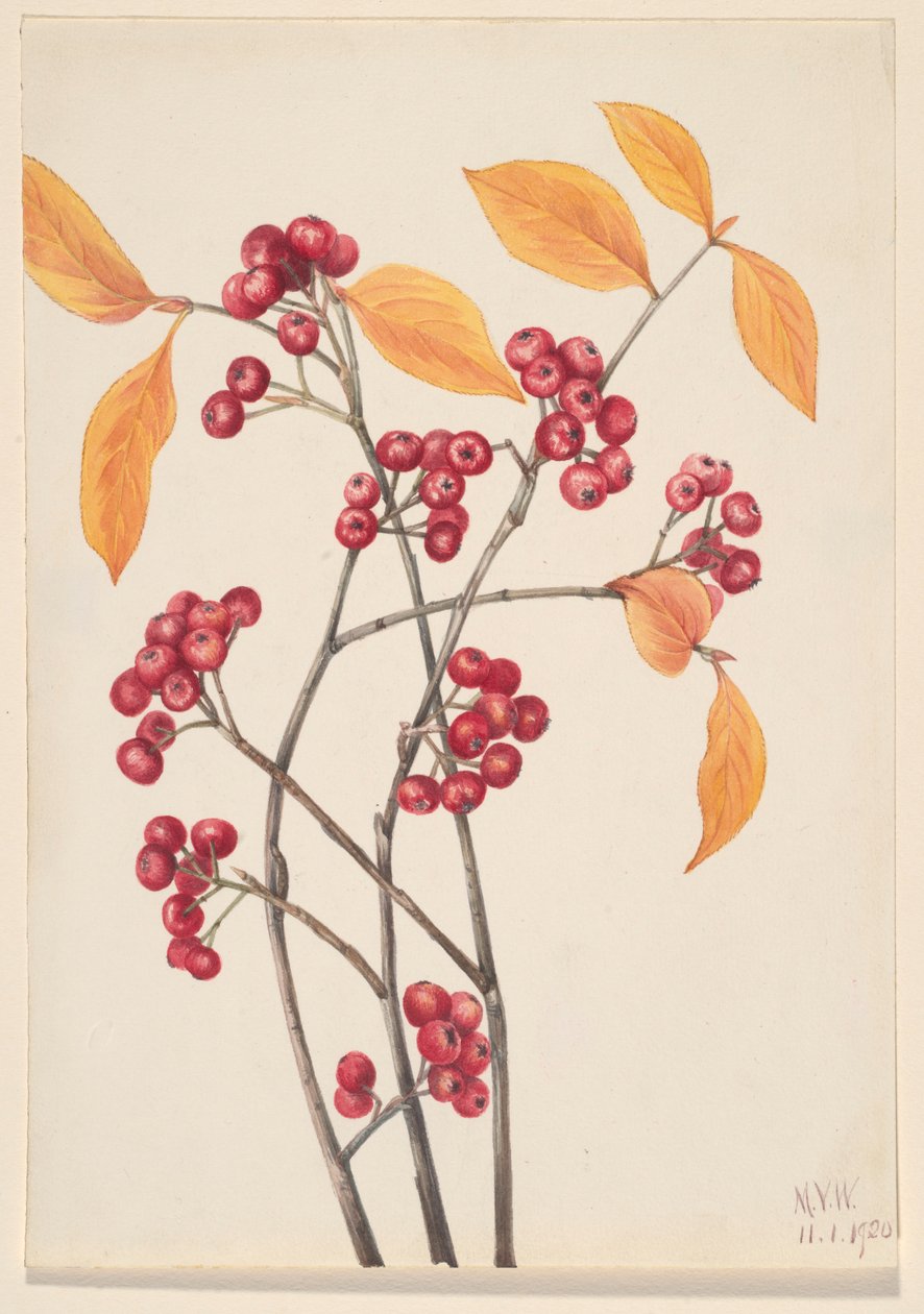 Rød chokeberry (Aronia arbutifolia) af Mary Vaux Walcott