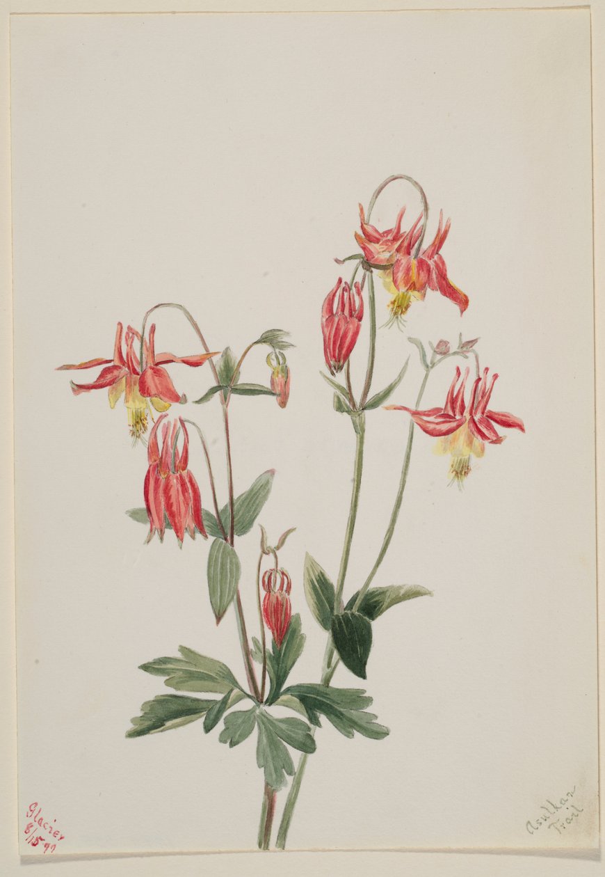 Rød akeleje (Aquilegia formosa) af Mary Vaux Walcott