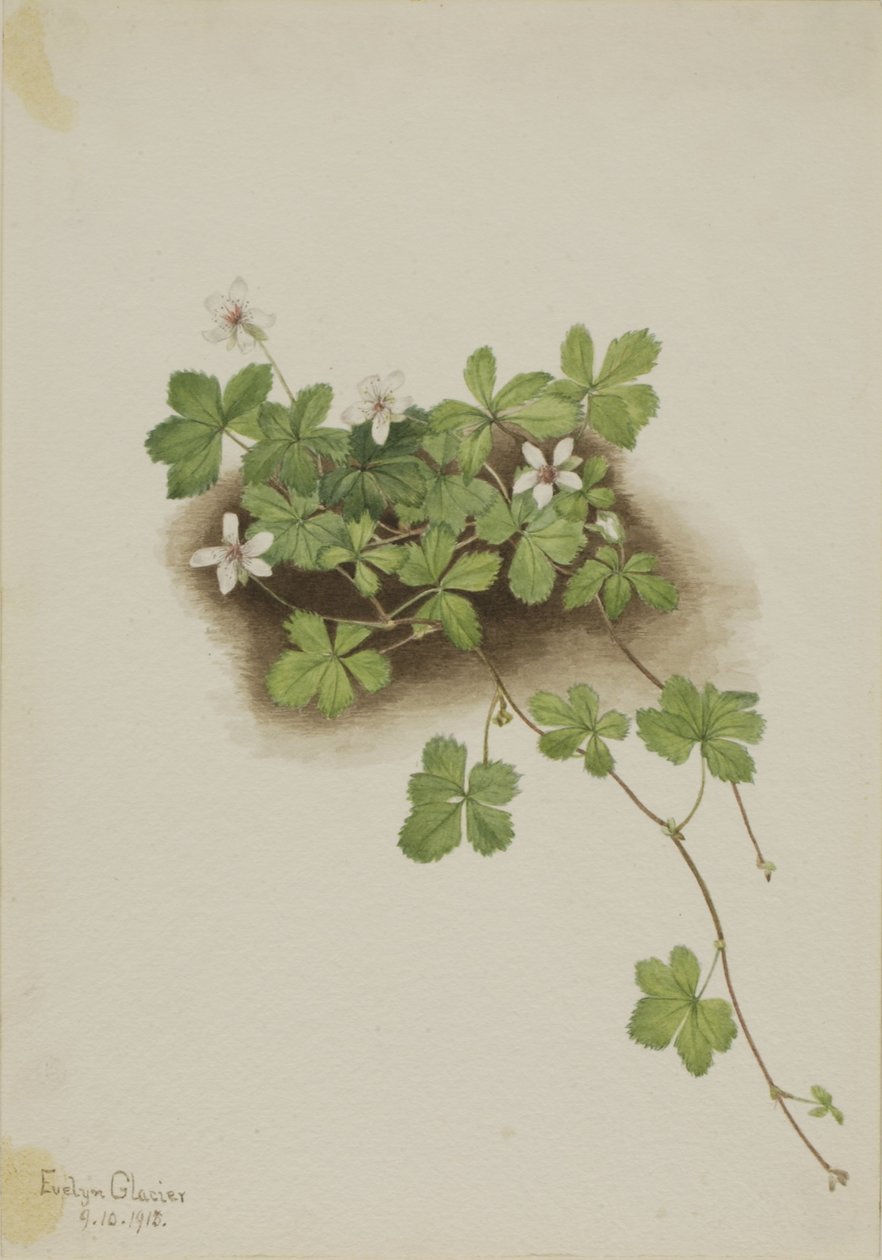 Rød dugbær (Rubus pedatus) af Mary Vaux Walcott