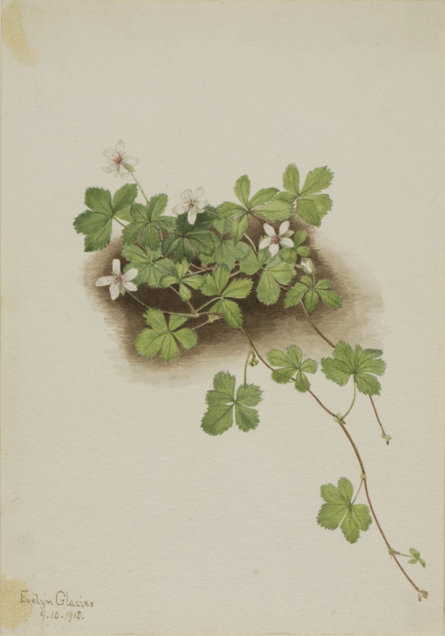 Red Dewberry Rubus pedatus, 1918. af Mary Vaux Walcott