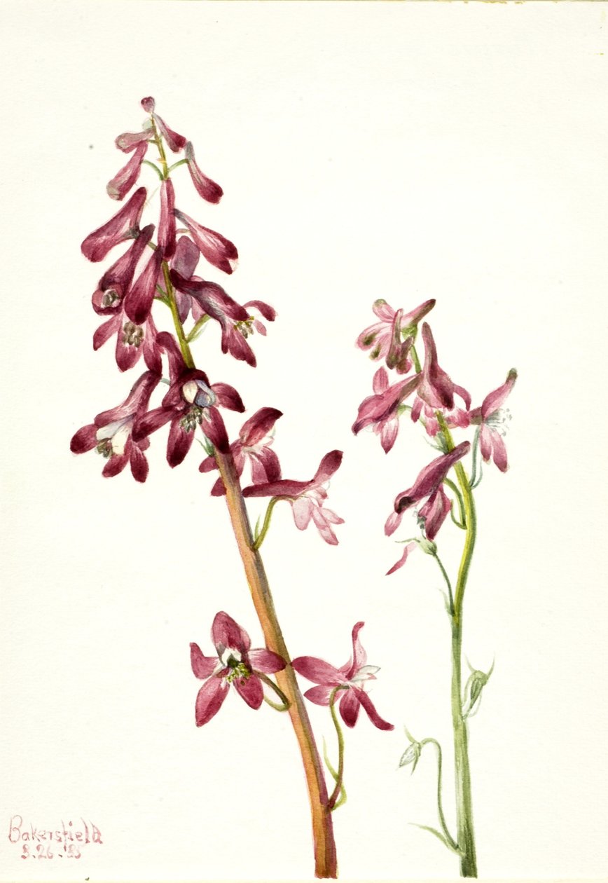 Rød lærkespore (Delphinium nudicale) af Mary Vaux Walcott
