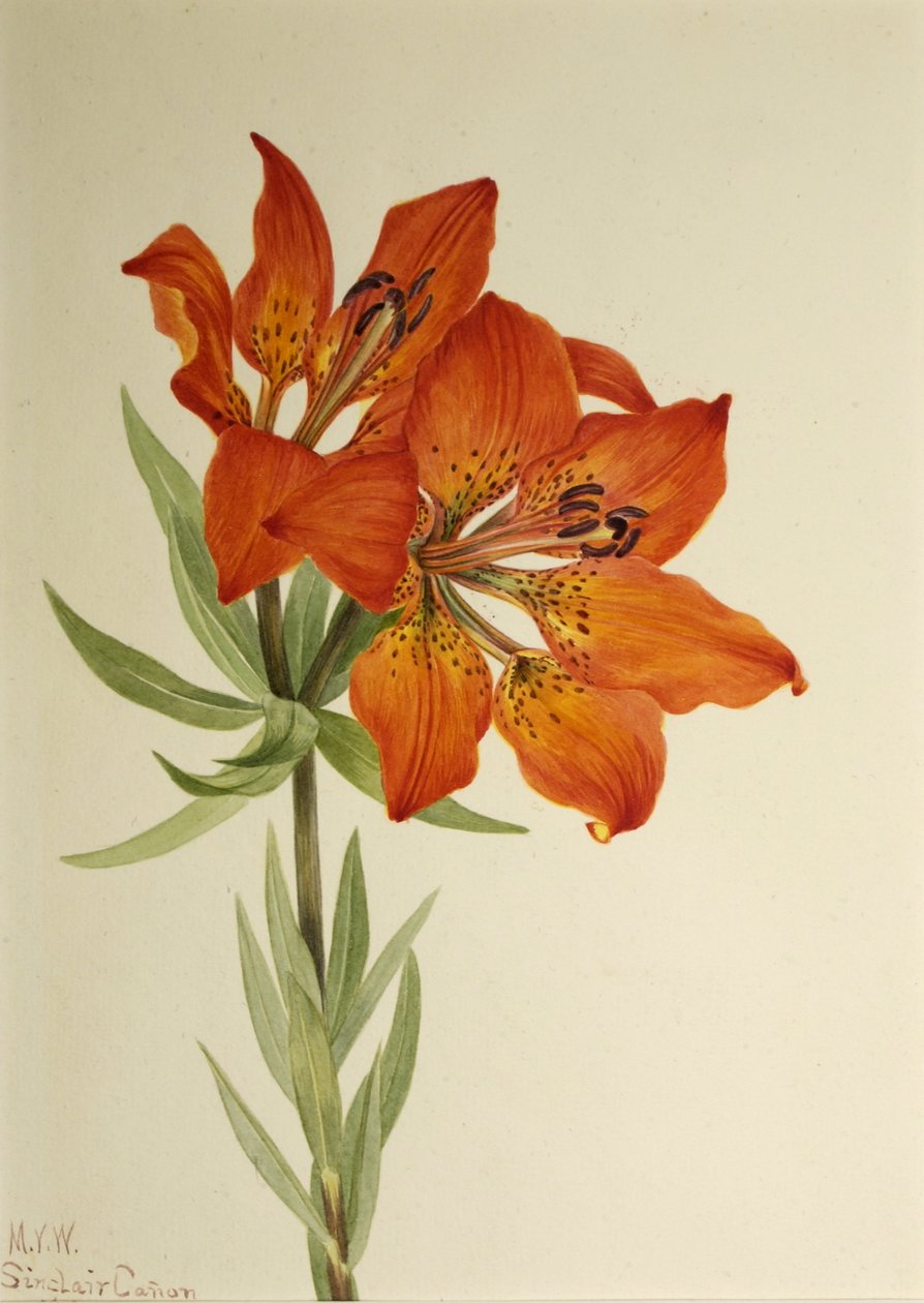 Rød lilje (Lilium montanum) af Mary Vaux Walcott