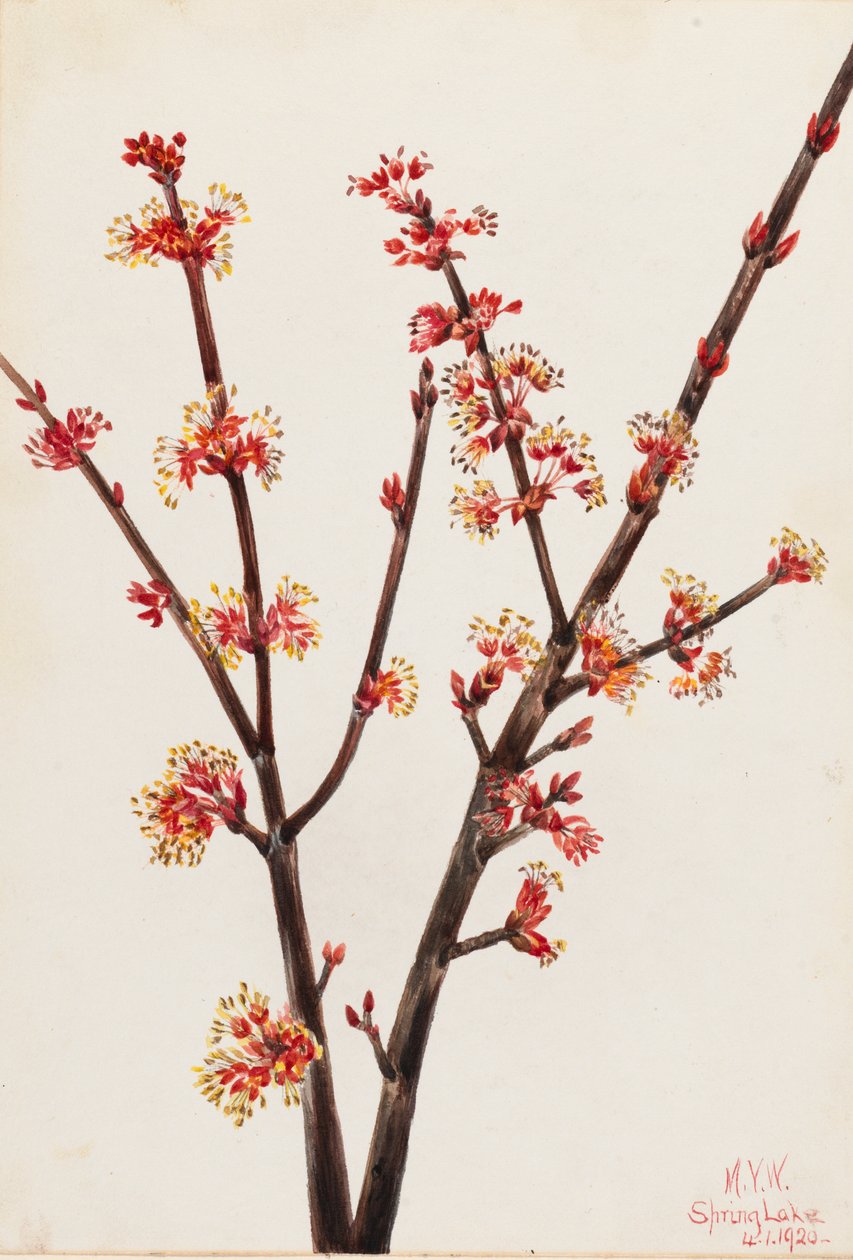 Red Maple Acer rubrum, 1920. af Mary Vaux Walcott