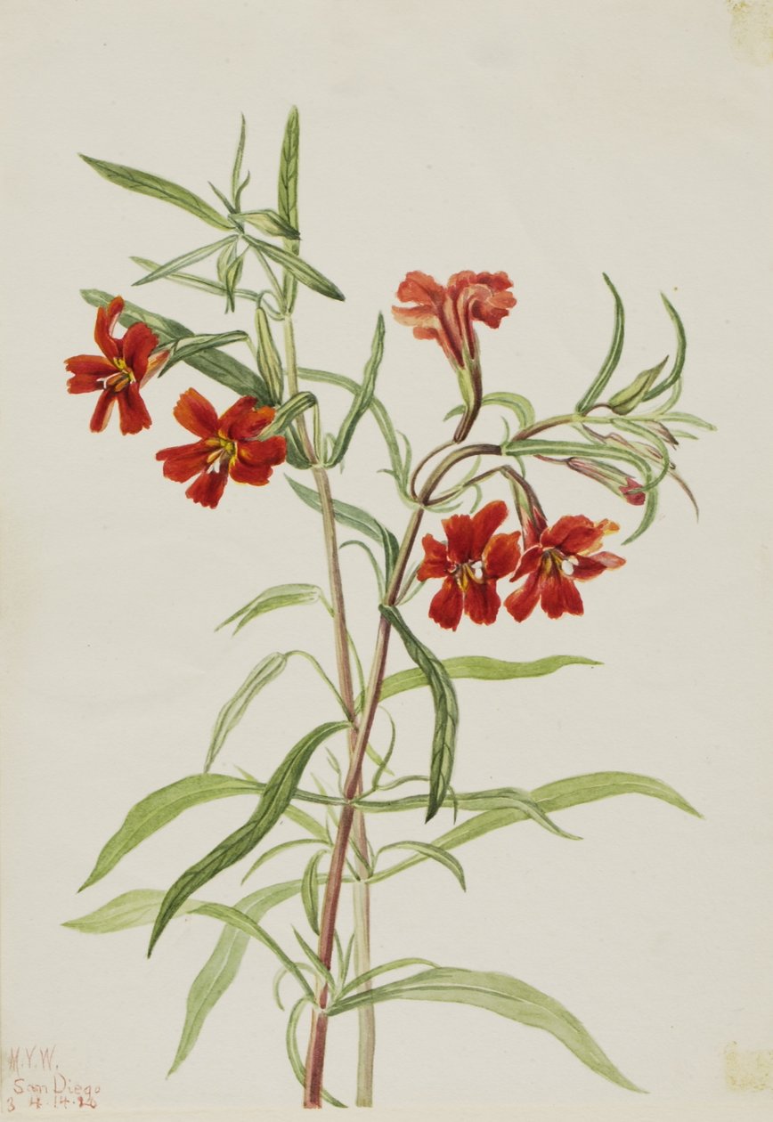 Rød abeblomst (Diplaucus puniceus) af Mary Vaux Walcott