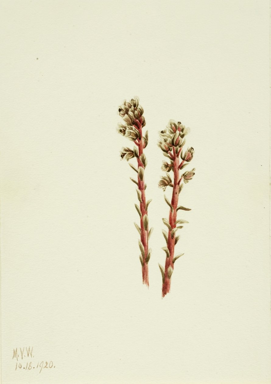 Rød fyrretræ (Hypopitys lanuginosa) af Mary Vaux Walcott