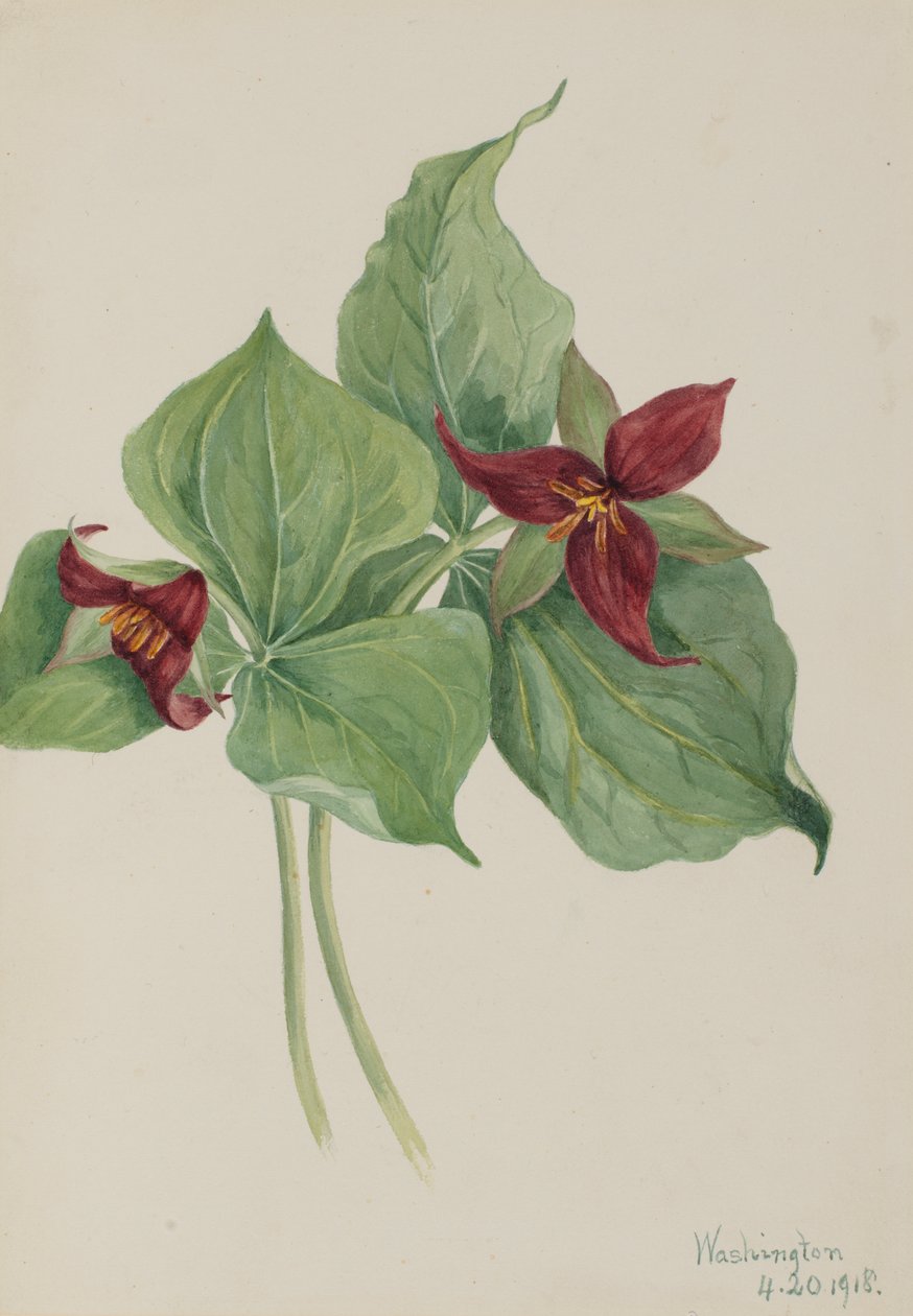 Red Trillium Trillium opført, 1918. af Mary Vaux Walcott