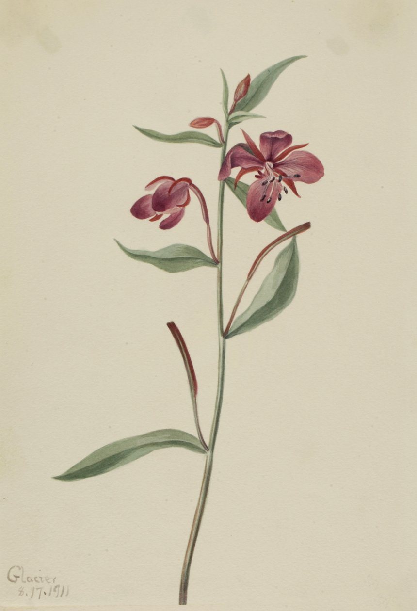 Rød pilegræs Epilobium latifolium, 1911. af Mary Vaux Walcott