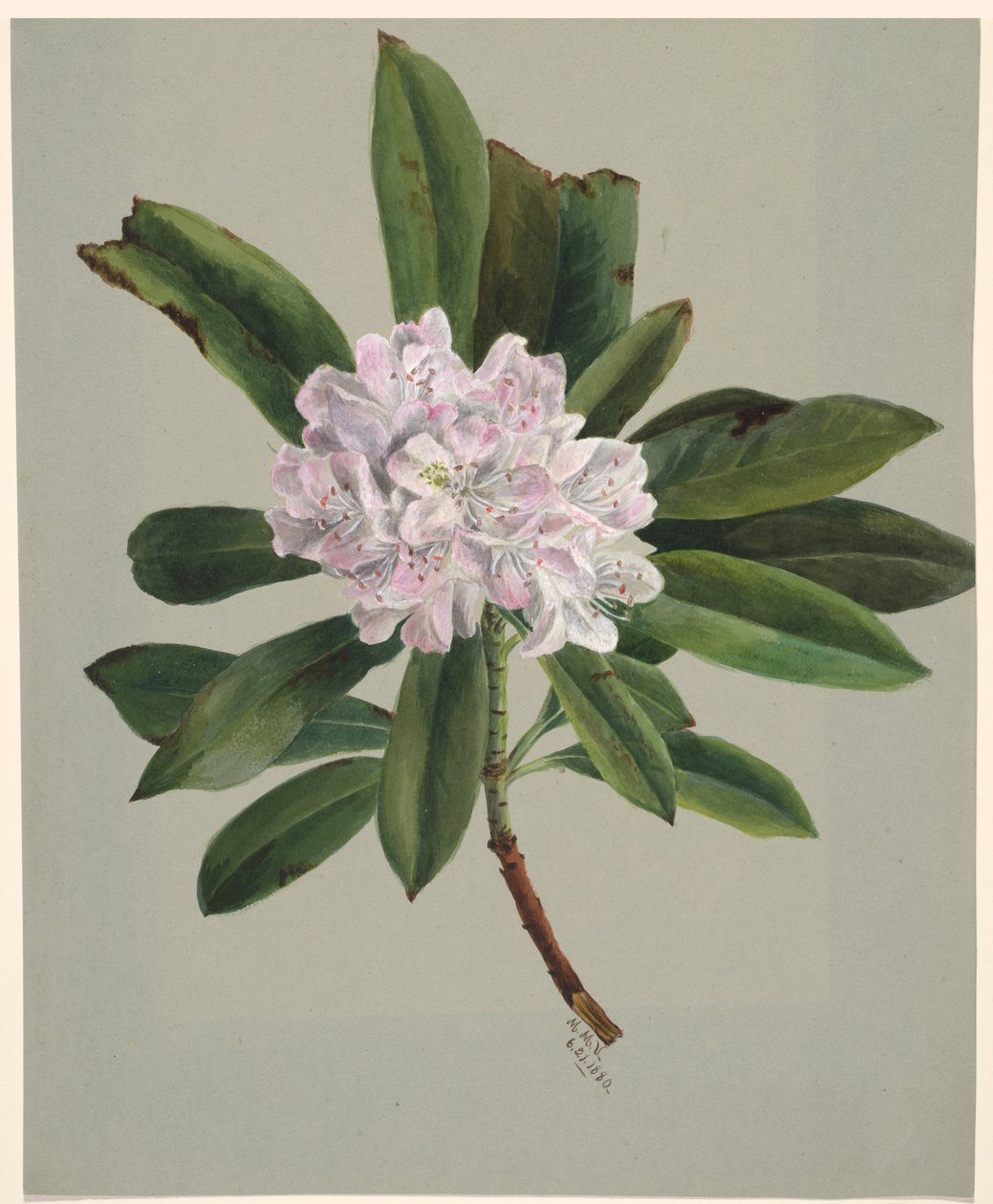 Rhododendron Rhododendron maksimum, 1880. af Mary Vaux Walcott